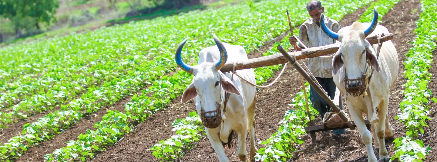What’s the Indian Government Doing to Protect Farmers From Trump’s Bullying?